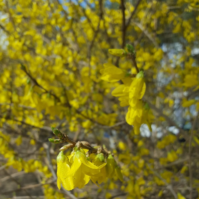 Gelbe Blüten in Peking