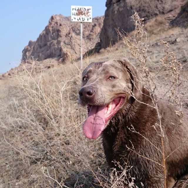 Brauner Labrador im Vordergrund, Schild mit Einschusslöchern im Hintergrund