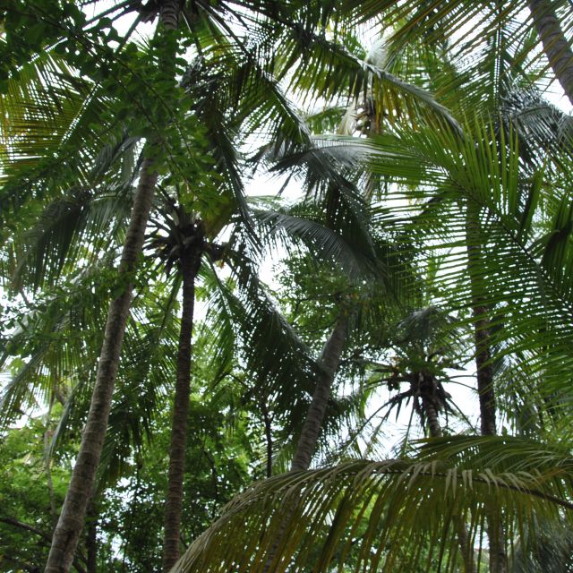 Palmen überall
