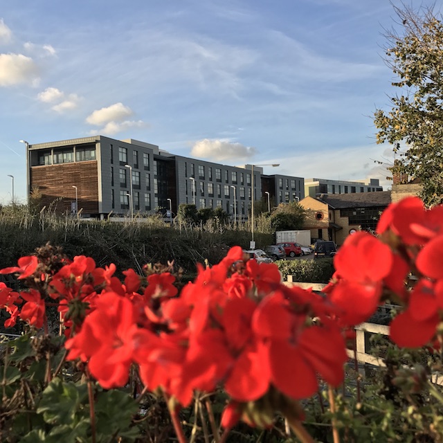 Rote Blumen im Vordergrund, Gebäude im Hintergrund