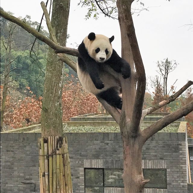 Pandas in Ihren Gehegen