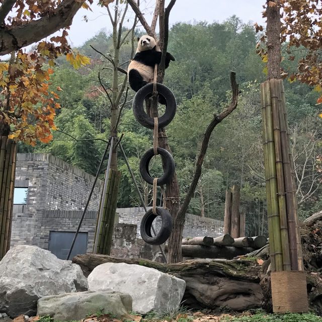 Pandas in Ihren Gehegen