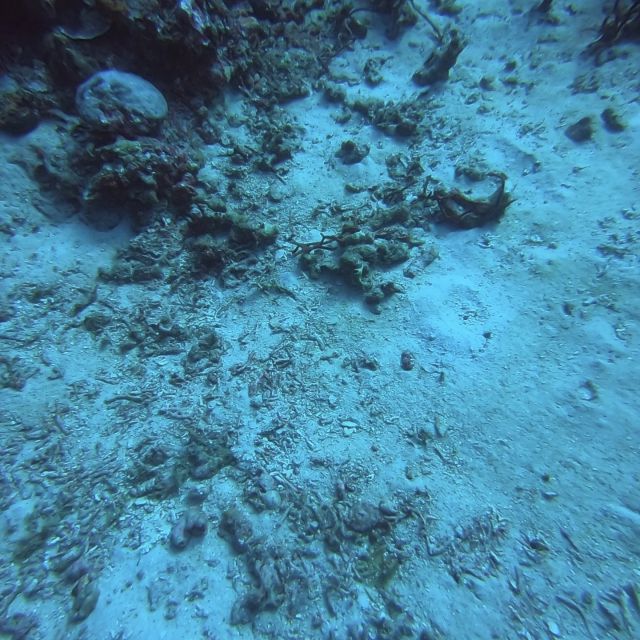 Abgestorbene Korallen