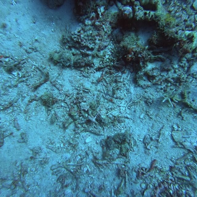 Abgestorbene Korallen