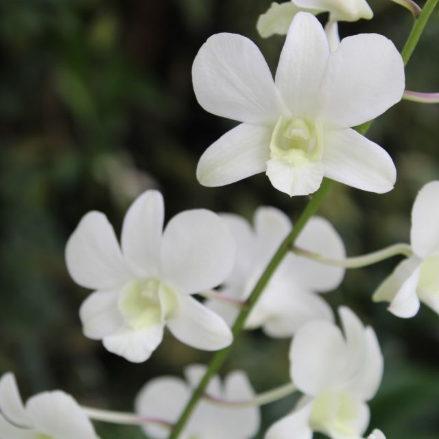 Weiße Orchideen vor dunklem Hintergrund