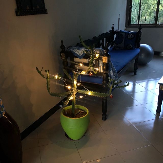 Kaktus mit Lichterkette