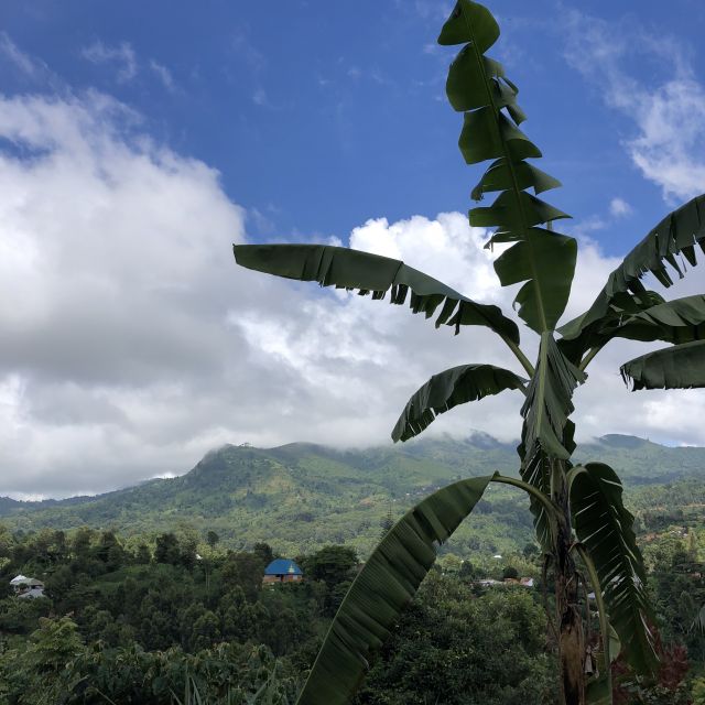 eine Bananenstaude vor einem grün bewachsenen Hügel, blauer Himmel