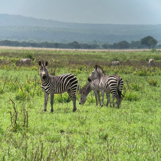 Zebras auf grüner Wiese