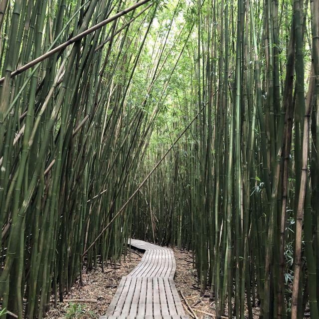 Bambusdschungel