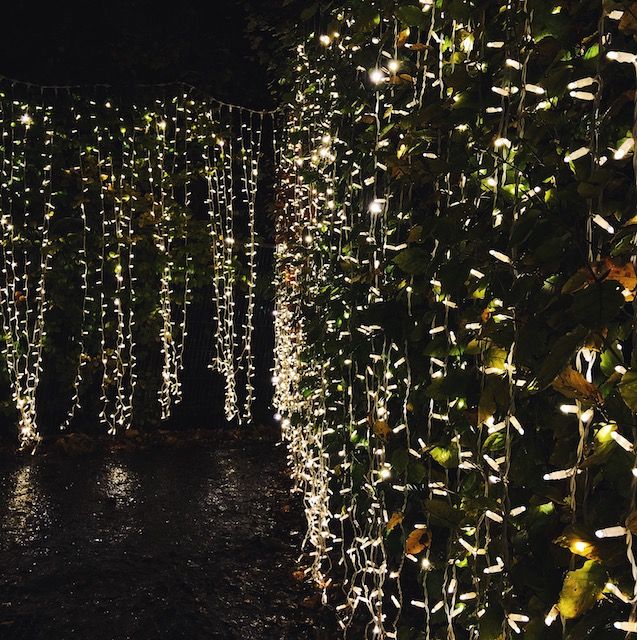 Der Botanische Garten wird für 'Glasglow' unterschiedlich beleuchtet. Der Botanische Garten wird für 'Glasglow' unterschiedlich beleuchtet.
