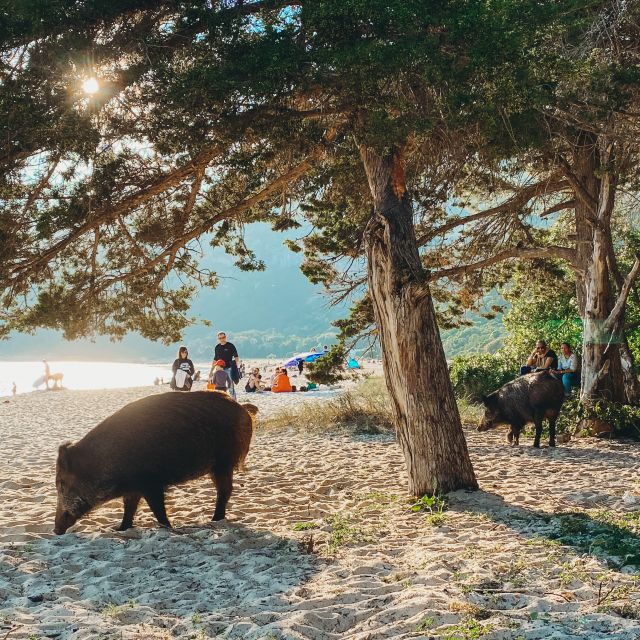 Wildschweine am Strand.