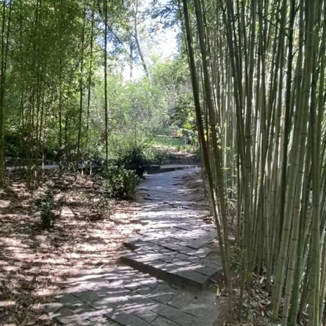 Weg durch Bambus im Park.