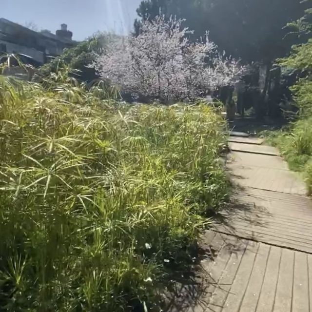 Holzweg zwischen Bambus um Park.