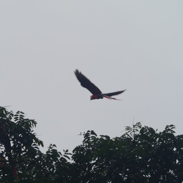 Ein roter Ara im Flug über einem Baum