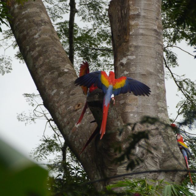 drei Aras im Baum, einer plustert seine Flügel auf und man erkennt die bunten Farben des Gefieders