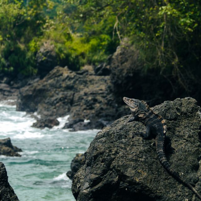 Ein großer Leguan sitzt auf einem Felsen im Wasser.