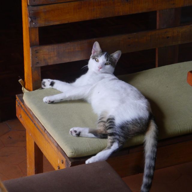 Eine weiß-grau gefleckte Katze liegt faul auf einem Gartenstuhl.
