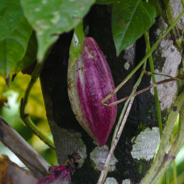 Eine lila-grüne Kakaofrucht am Baum