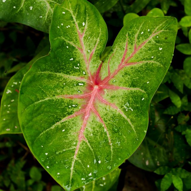 Ein pfeilförmiges Blatt mit rosa Venen.