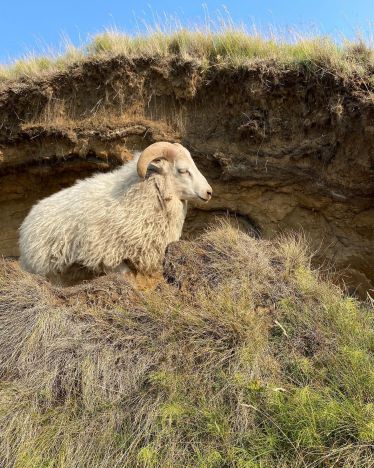 Eines der etwa 400 000 Schafe Islands. (Man bedenke Island hat nur etwa 370 000…