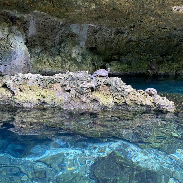 Schildkröten in der Gran Cenote