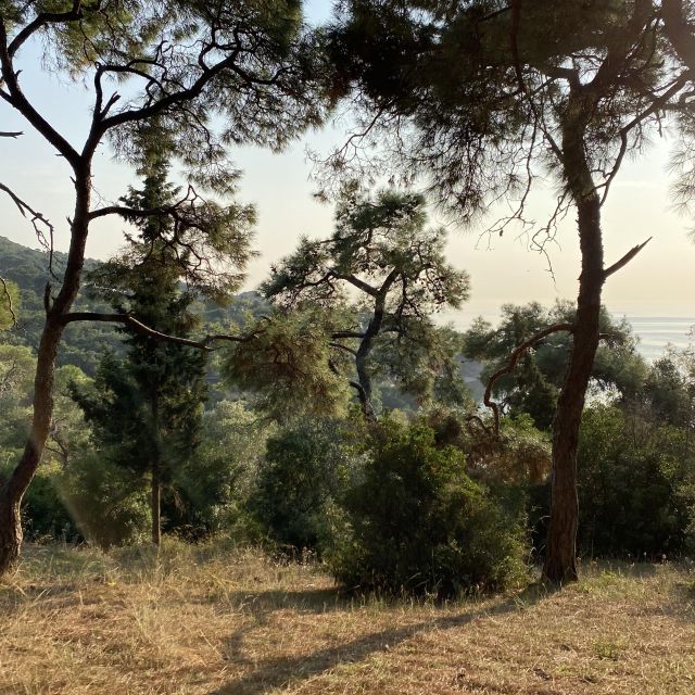 Blick aus der Hollywoodschaukel mit Aussicht auf Bäume und Meer.