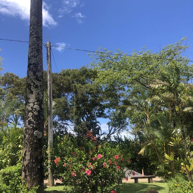 Grüner Ausblick mit Pflanzen/Bäume auf der Road to Hana in Maui