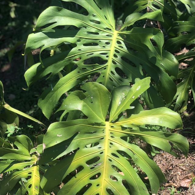 Blätter einer grünen Pflanze
