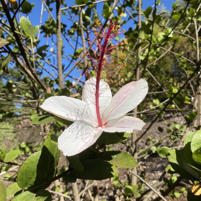 Eine typisch hawaiianische Pflanze in weiss
