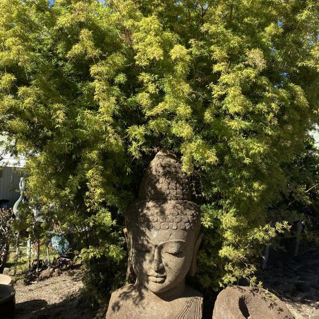 Ein Buddha kopf unter einem Busch