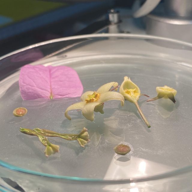 In einer Petrischale liegen Blütenteile