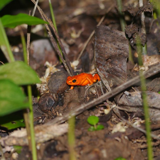 Ein roter Pfeilgiftfrosch auf dem Waldboden