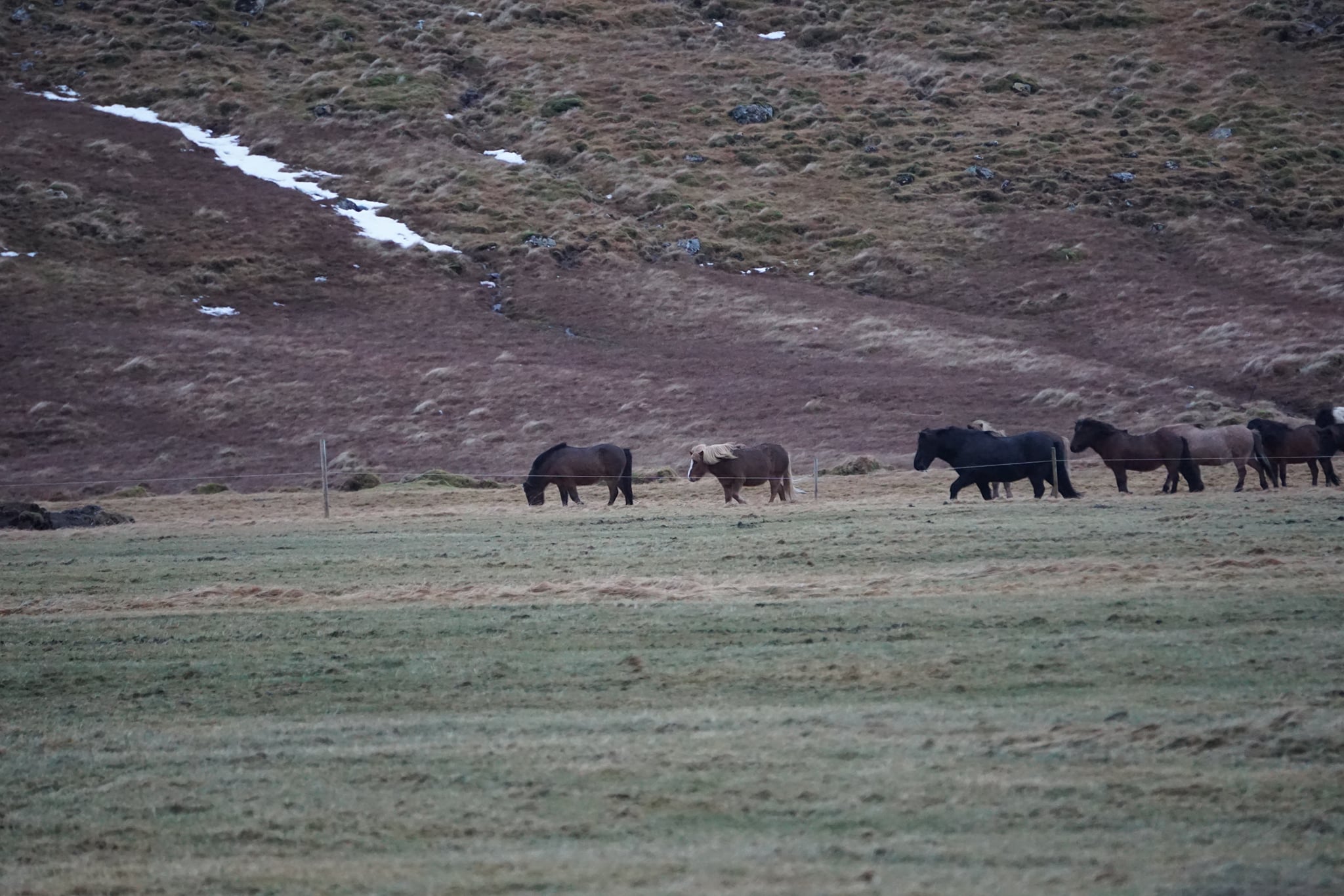Island ist unter anderem für seine Pferde berühmt. Um die Rasse zu schützen…