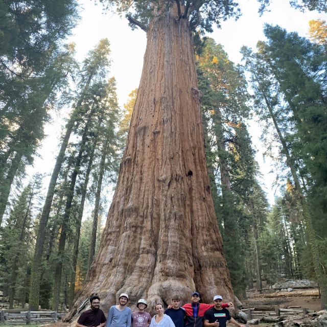 Bild mit dem größten Baum der Welt. Dem General Sherman Tree.