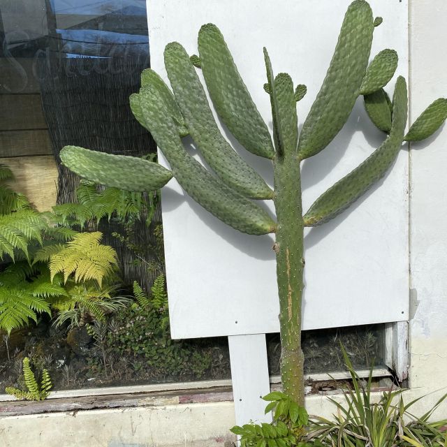 Schaufenster mit Kaktus