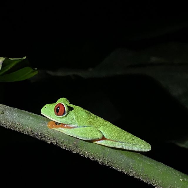 Ein Rotaugenlaubfrosch mit roten Augen sitzt auf einem grünen Ast.