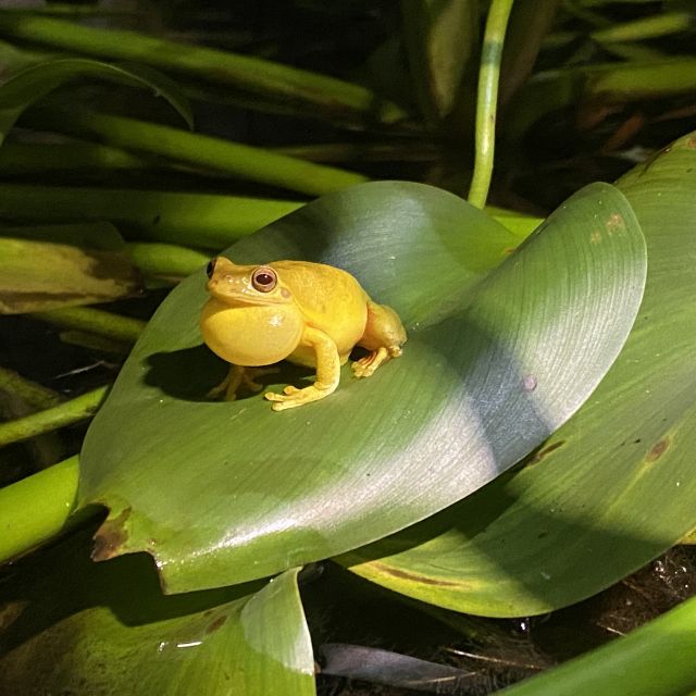 Ein gelber Frosch sitzt auf einem grünen Blatt über einem Teich.