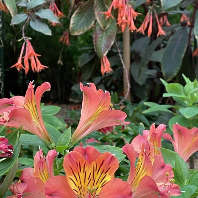 Flower Dome