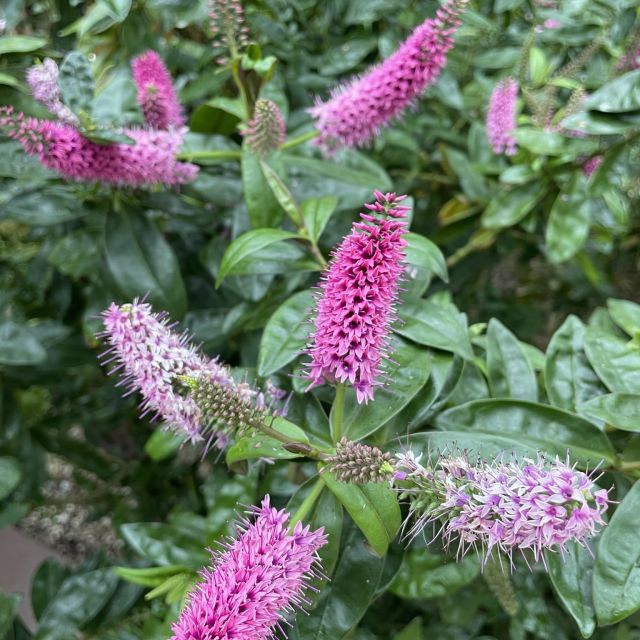 Flower Dome