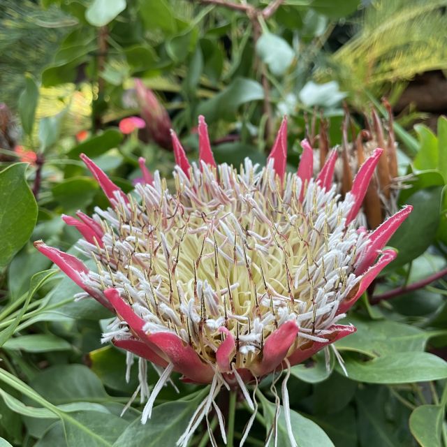 Flower Dome