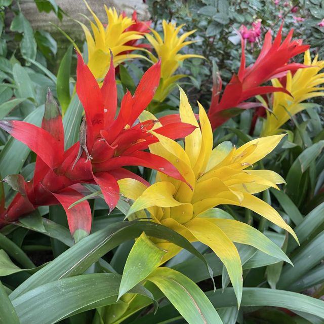 Flower Dome