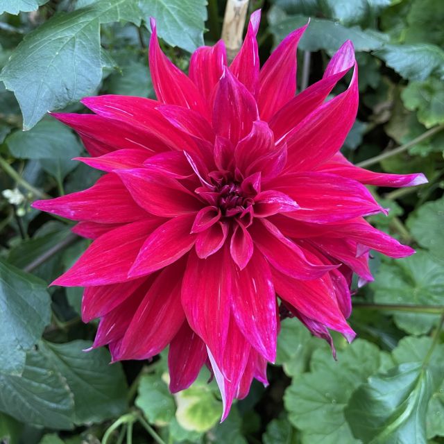 Flower Dome