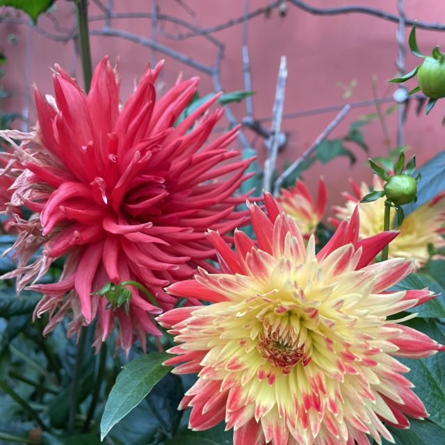 Flower Dome