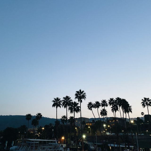 Im unteren Bildabschnitt erkennt man Palmen, im Hintergrund den Himmel beim Sonnenuntergang.