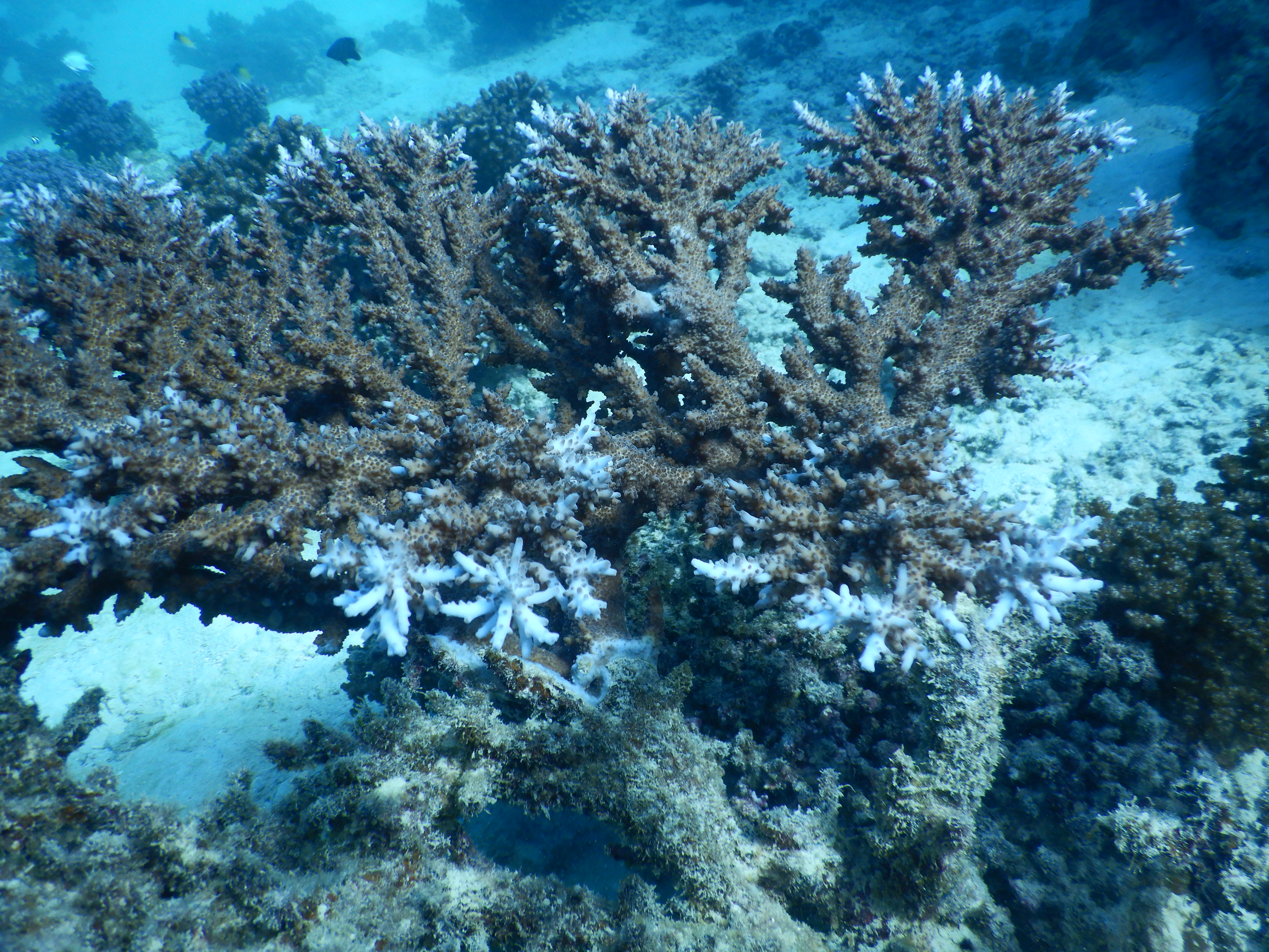 Die Koralle und ihre tausend engsten Freunde: Mein Masterforschungsprojekt in Saudi-Arabien