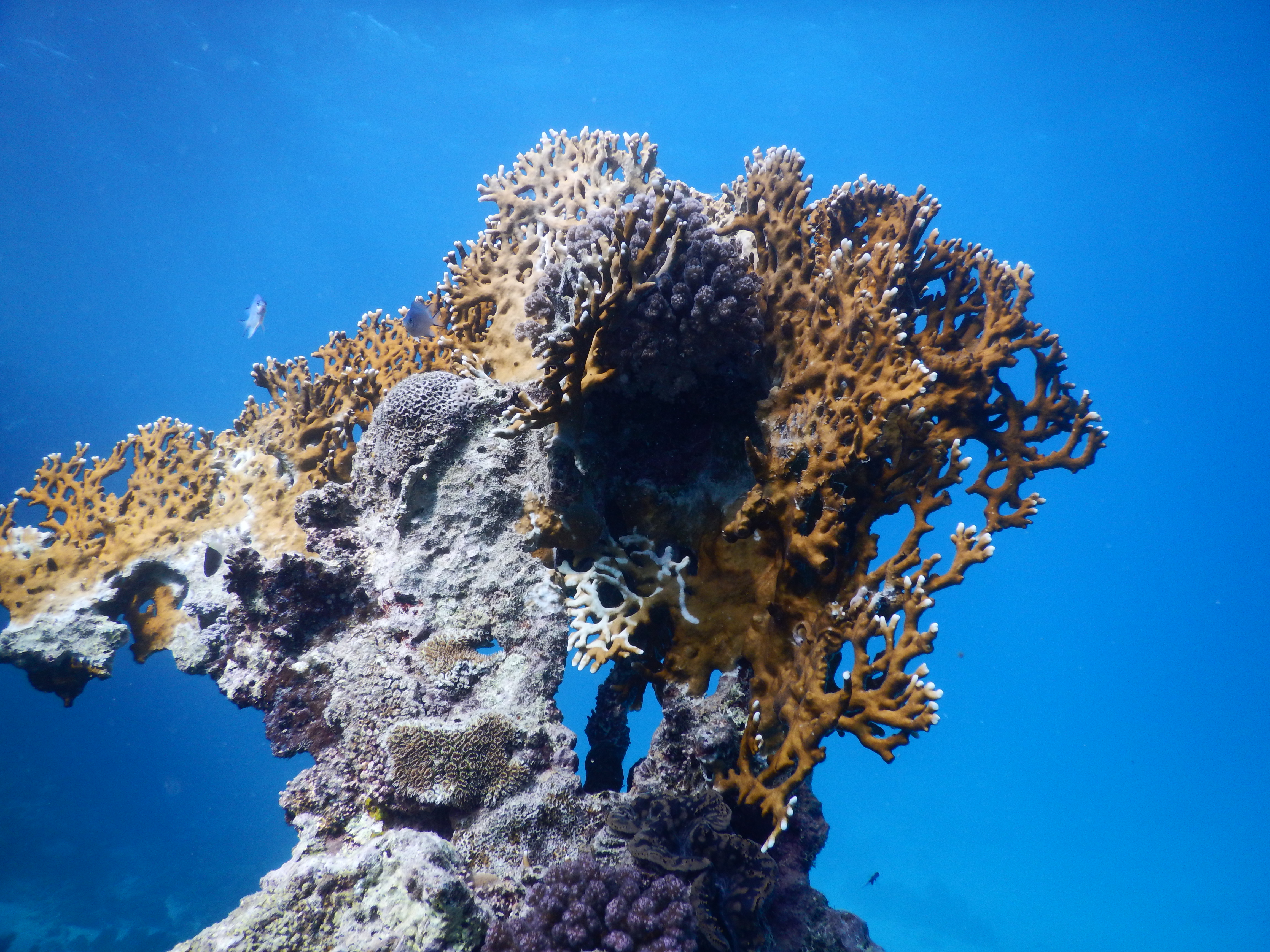 Abtauchen: Die Unterwasserwelt des Roten Meeres