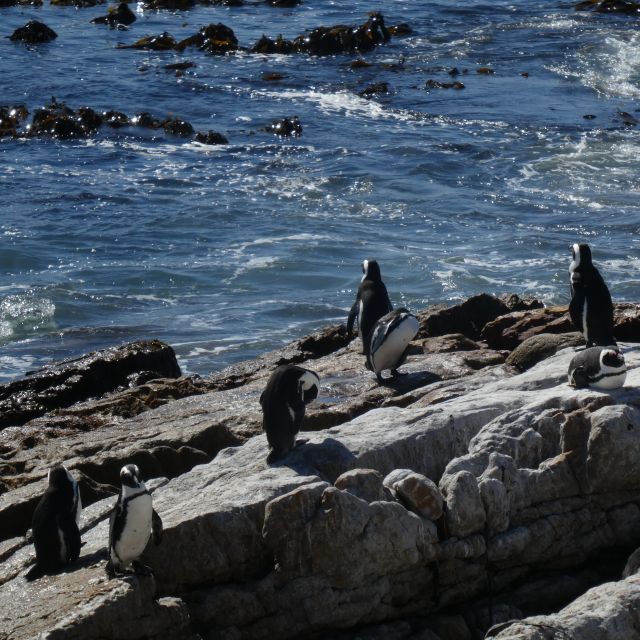 Nahaufnahme der Pinguine, die direkt an den Steinfelsen brüten