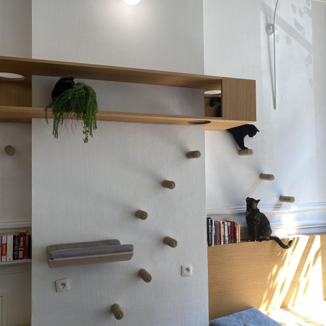 Katzen, die an der Wand auf einer Treppe klettern