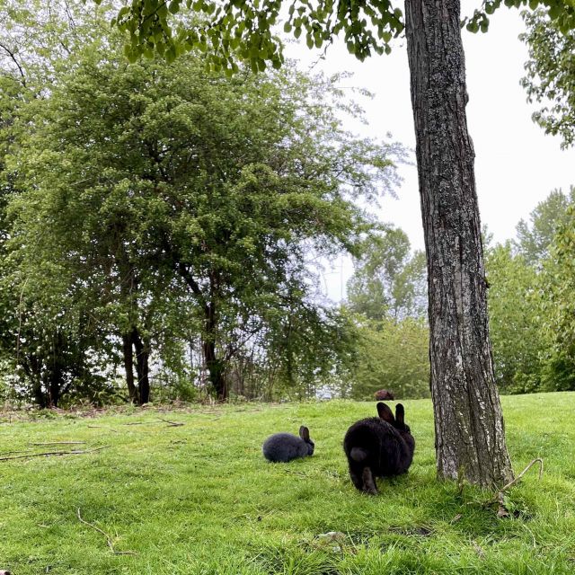Kaninchen auf einer grünen Wiese neben einem Baum.