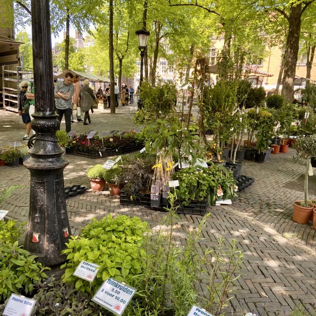Pflanzen und Blumen stehen überall auf einem Marktplatz verteilt, die Pflanzen und Blumen sind mit kleinen weißen Schildern beschriftet